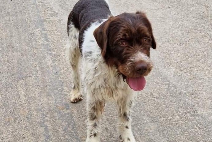 Disappearance alert Dog  Male , 6 years Saint-Christophe-sur-Avre France