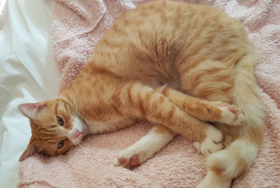 Alerta de Desaparición Gato  Macho , 8 años Cers Francia