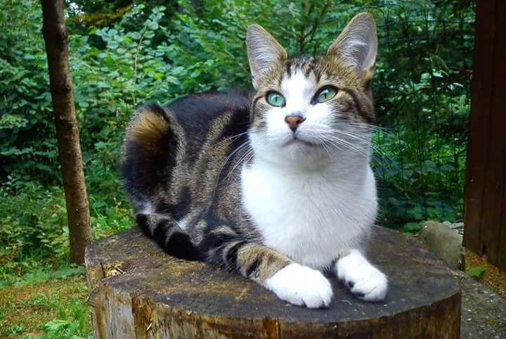 Alerta de Desaparición Gato cruce Hembra , 13 años Le Mouret Suiza