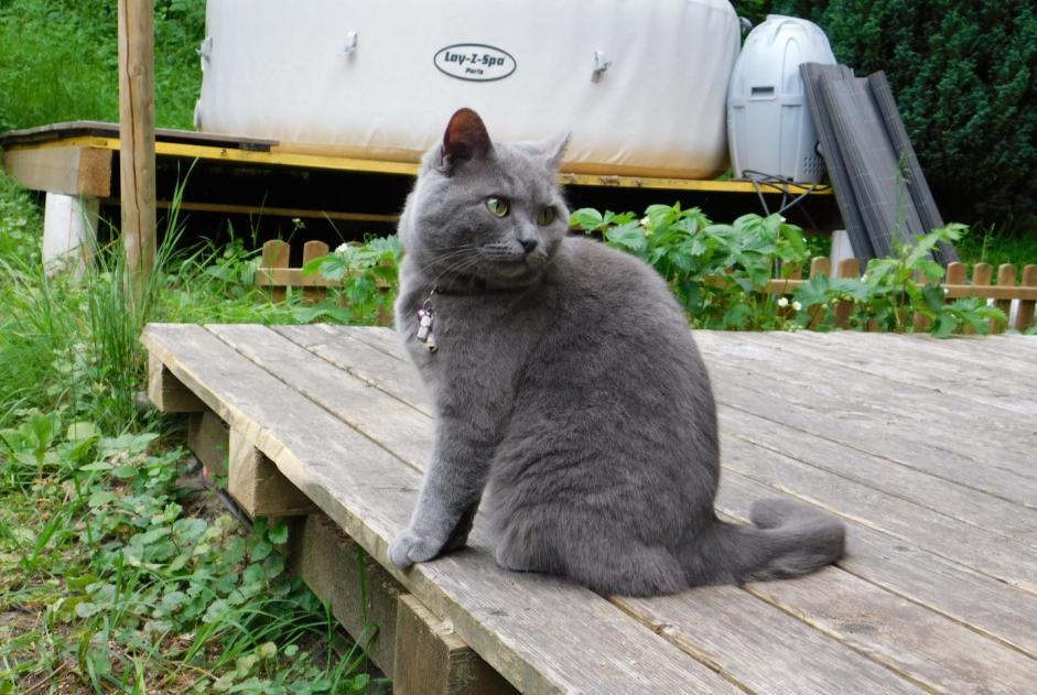 Alerta de Desaparición Gato cruce Hembra , 8 años Cheyres-Châbles Suiza