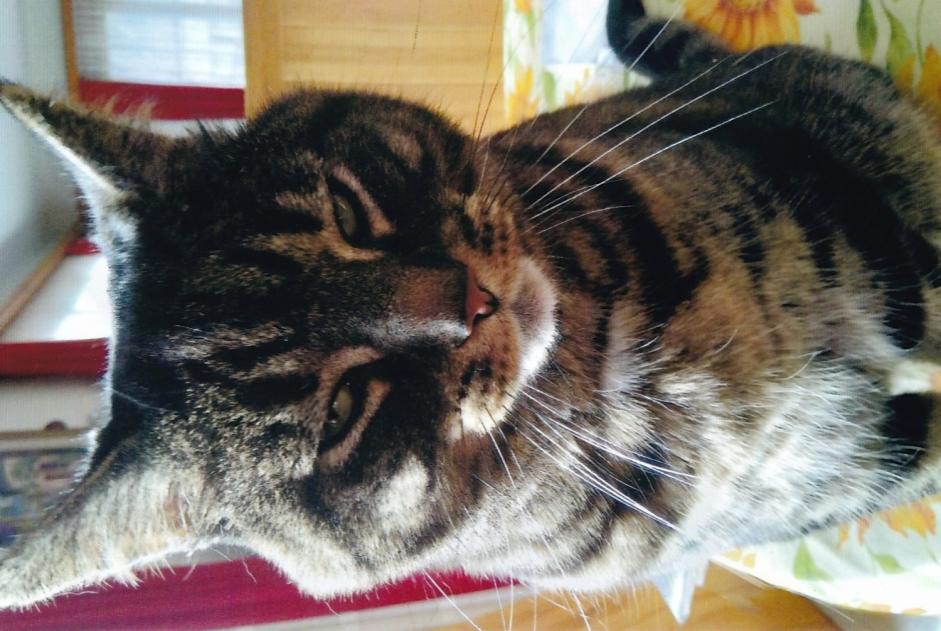 Alerta de Desaparición Gato  Macho , 5 años La Grande Béroche Suiza