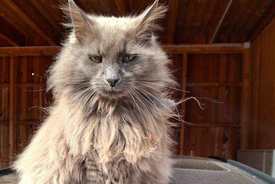 Alerta de Desaparición Gato  Macho , 13 años Sésamo España