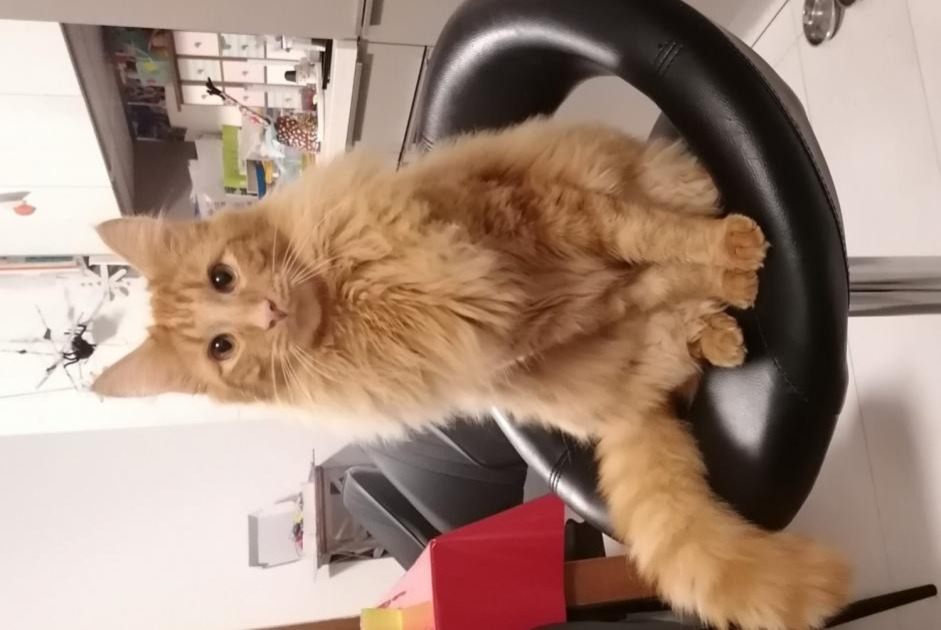 Alerta de Desaparición Gato Macho , 1 años Val-de-Ruz Suiza