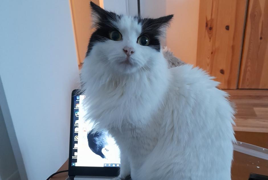 Alerta de Desaparición Gato cruce Hembra , 5 años Maisoncelles-en-Brie Francia