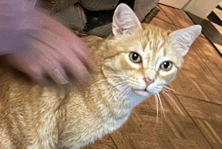 Alerta de Desaparición Gato  Macho , 8 años Nyon Suiza