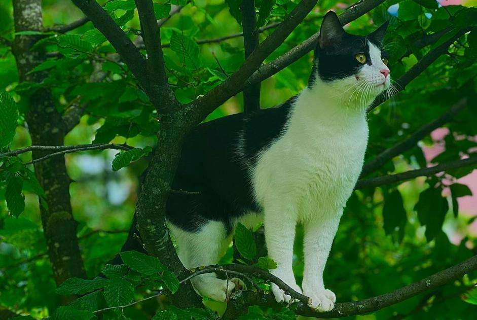 Alerta de Desaparición Gato  Macho , 1 años Ecublens Suiza