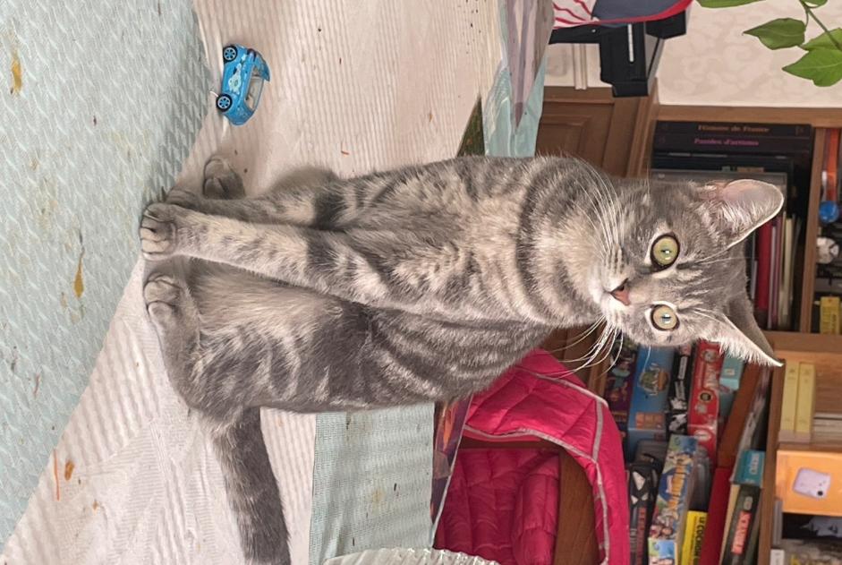 Alerta de Desaparición Gato Hembra , 1 años Auxerre Francia