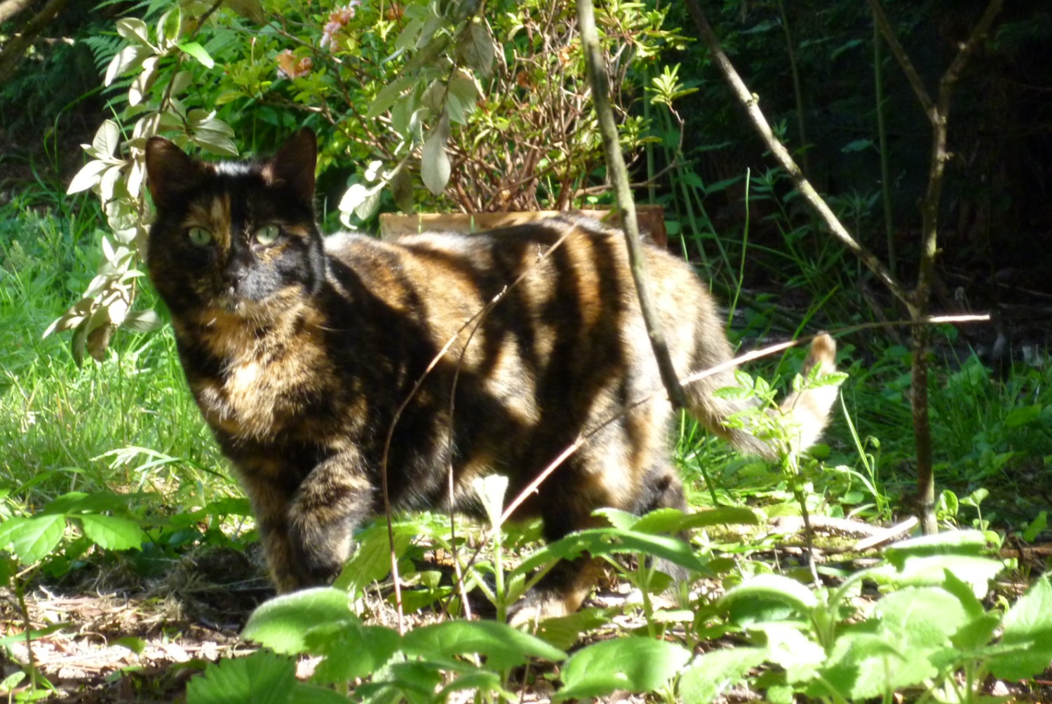 Alerta de Desaparición Gato Hembra , 12 años Pontault-Combault Francia