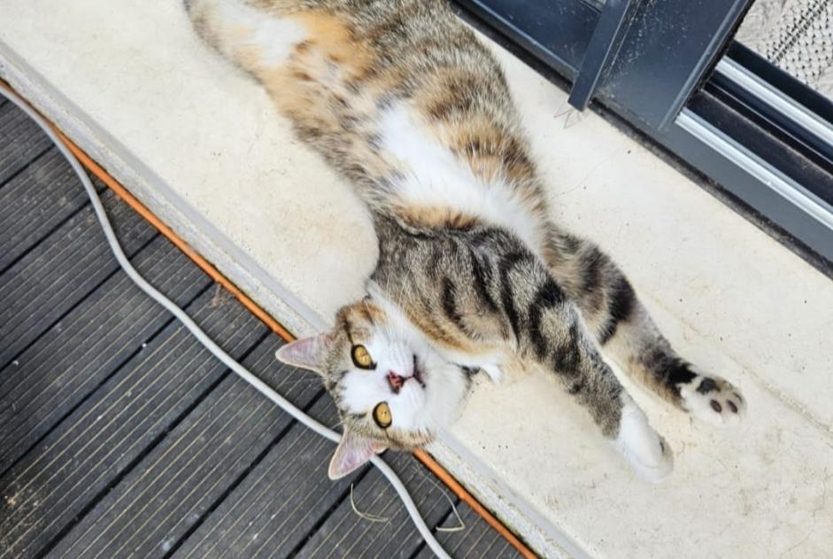 Alerta de Desaparición Gato  Hembra , 1 años Brens Francia