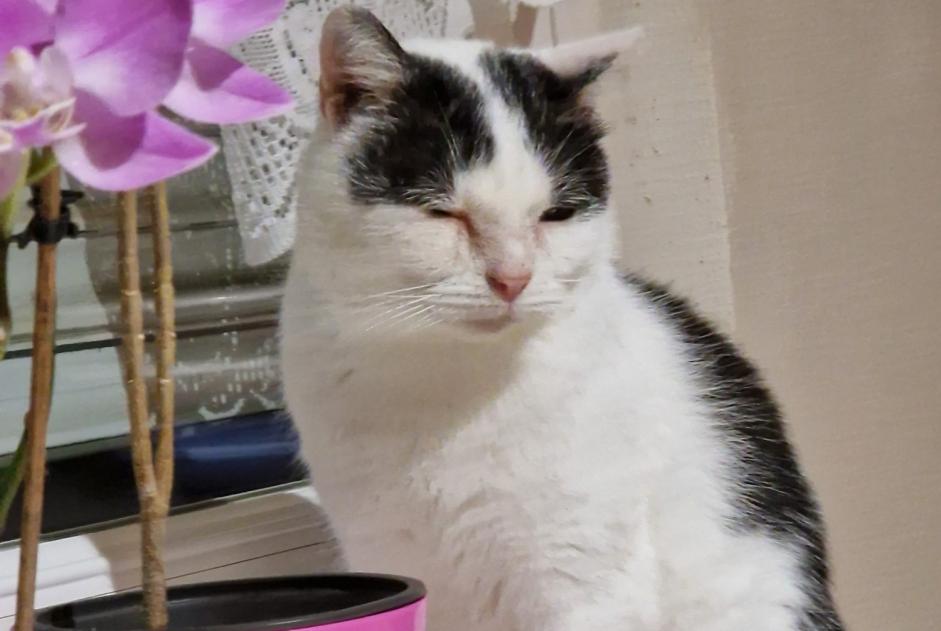 Alerta de Desaparición Gato Macho , 5 años Belfort Francia