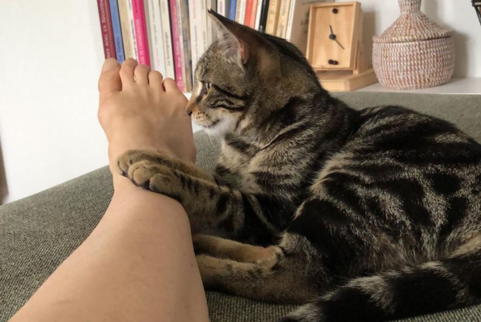 Alerta de Desaparición Gato cruce Hembra , 2 años Lausanne Suiza