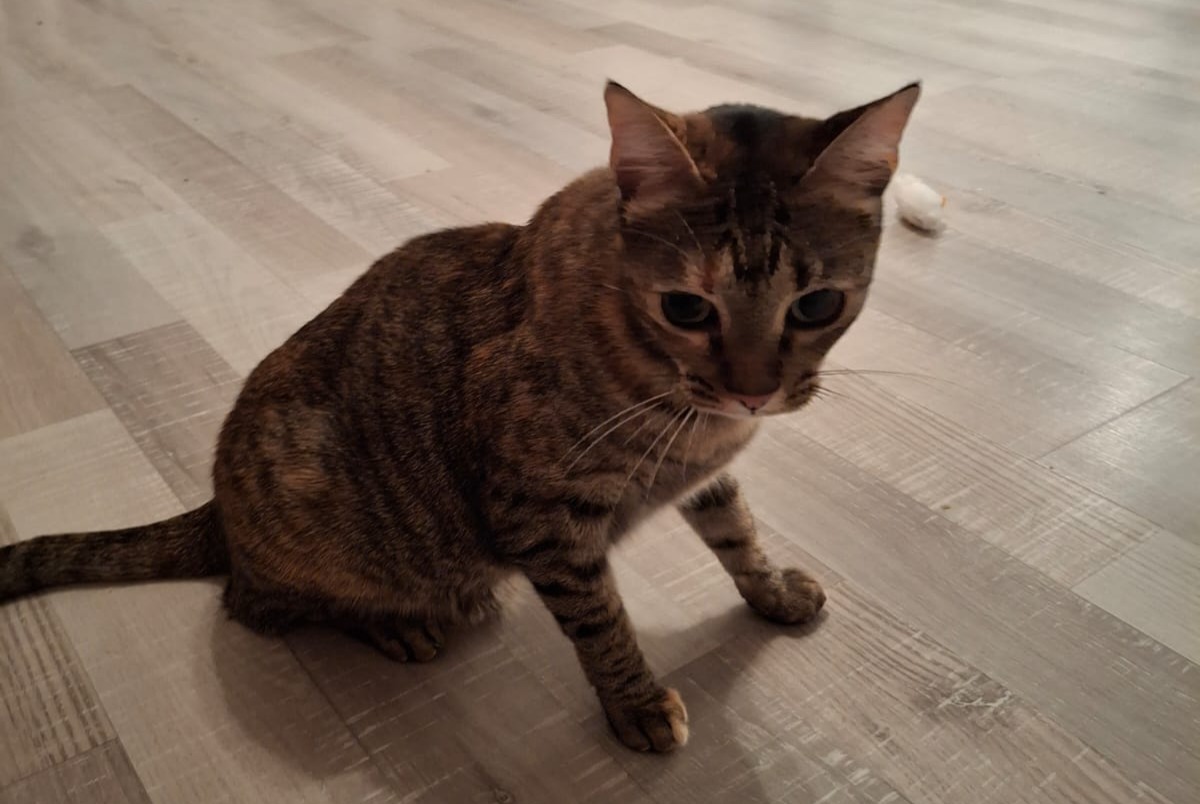 Alerta de Desaparición Gato Hembra , 5 años Luxembourg Luxemburgo