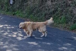 Alerta de Hallazgo Perro  Desconocido Pont-de-Salars Francia