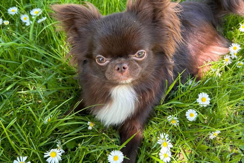 Alerta de Desaparición Perro cruce Macho , 1 años Villiers-sur-Marne Francia