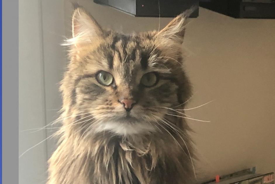 Alerta de Desaparición Gato  Hembra , 4 años Lausanne Suiza