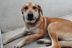 Alerta de Hallazgo Perro cruce Macho , Entre 9 y 12 meses Vernouillet Francia