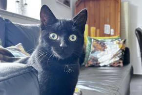 Alerta de Hallazgo Gato  Hembra Junglinster Luxemburgo