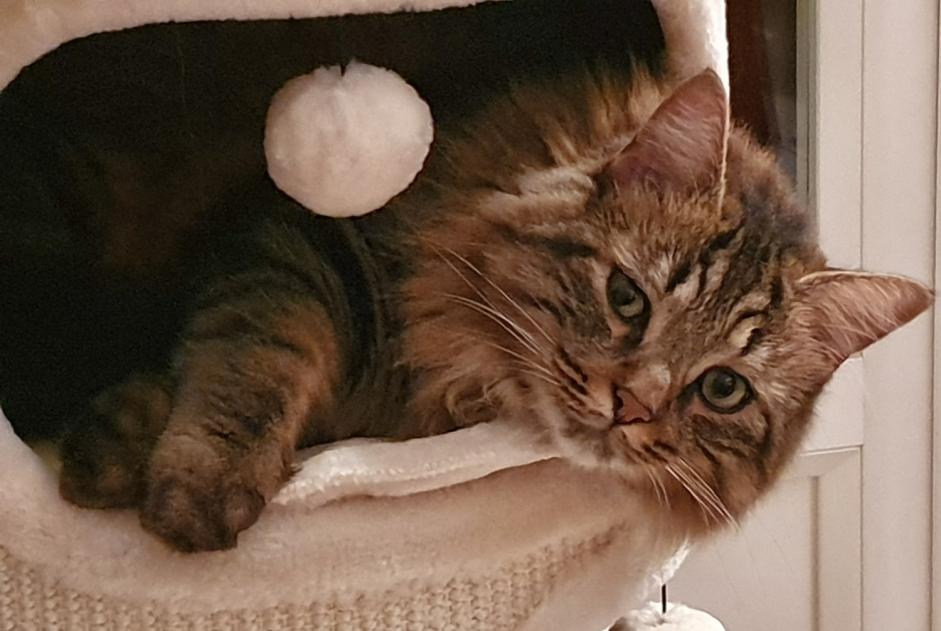 Alerta de Desaparición Gato  Macho , 6 años Sillingy Francia