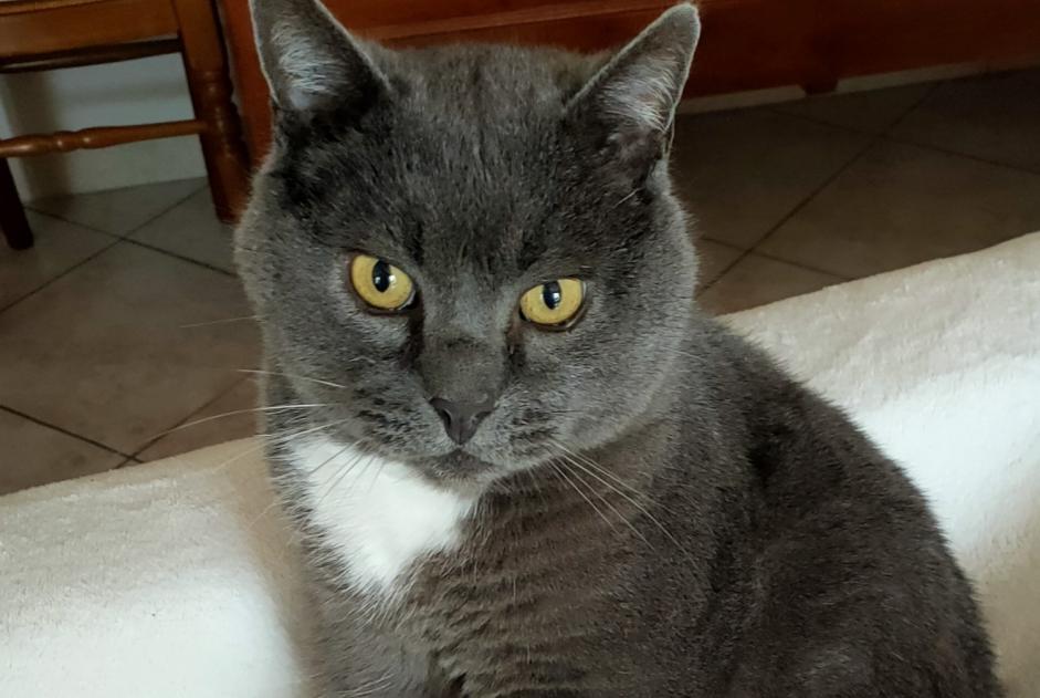 Alerta de Desaparición Gato cruce Macho , 7 años Chevilly Francia