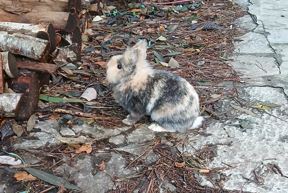 Alerta de Hallazgo Conejo Desconocido Lucciana Francia