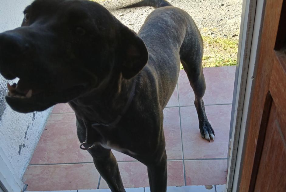 Alerta de Hallazgo Perro  Macho Saint-André Francia