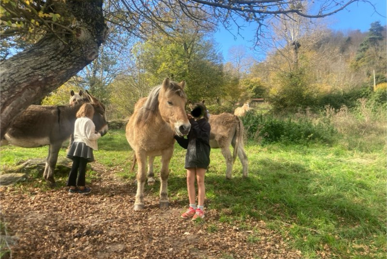 Alerta de Desaparición Caballo Macho , 2024 años Retournac Francia