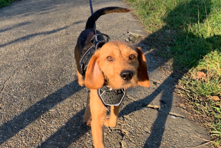 Alerta de Desaparición Perro cruce Macho , 2 años Toulouse Francia