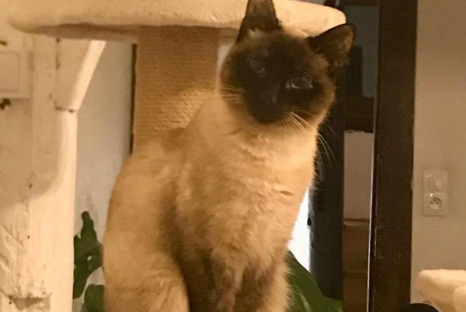 Alerta de Desaparición Gato  Hembra , 1 años Rouen Francia