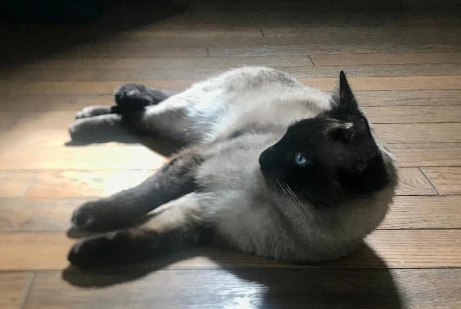 Alerta de Desaparición Gato  Hembra , 1 años Rouen Francia