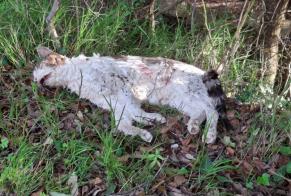 Alerta de Hallazgo Gato Desconocido Brando Francia