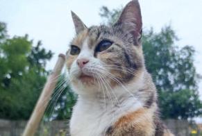 Alerta de Desaparición Gato Hembra , 10 años L'Hermenault Francia