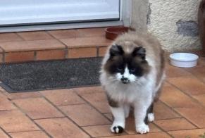 Alerta de Hallazgo Gato Desconocido Argelès-Gazost Francia