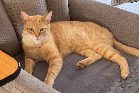 Alerta de Desaparición Gato  Macho , 5 años Tergnier Francia