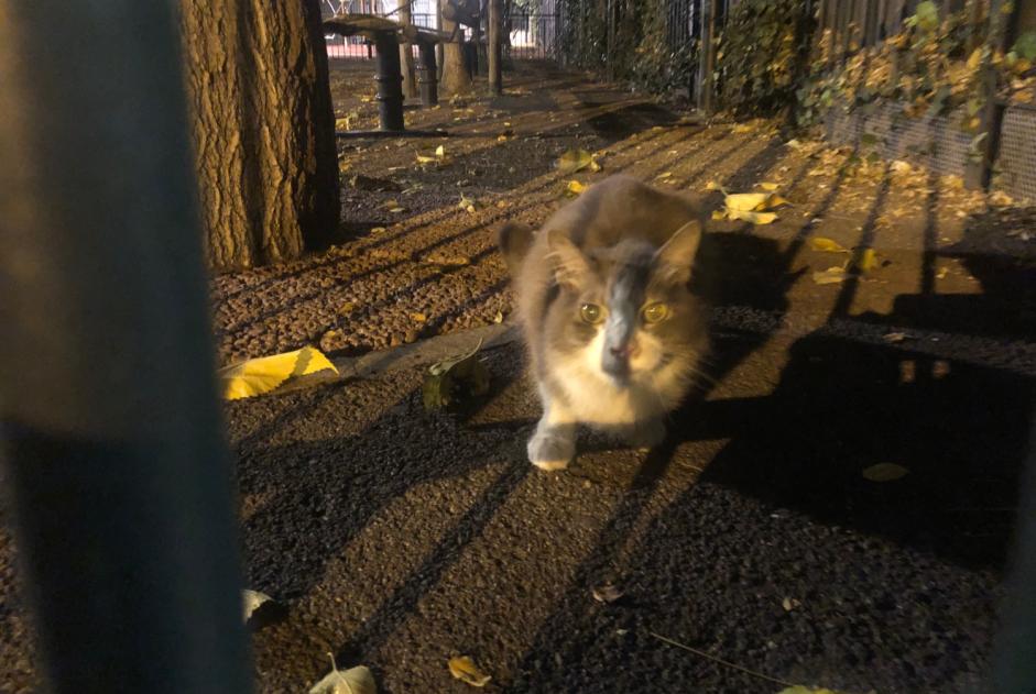 Alerta de Hallazgo Gato Desconocido Nice Francia