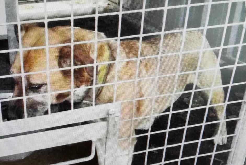 Alerta de Hallazgo Perro cruce Hembra Crosville-la-Vieille Francia