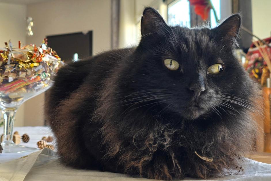 Alerta de Desaparición Gato cruce Macho , 9 años Saint-Priest Francia