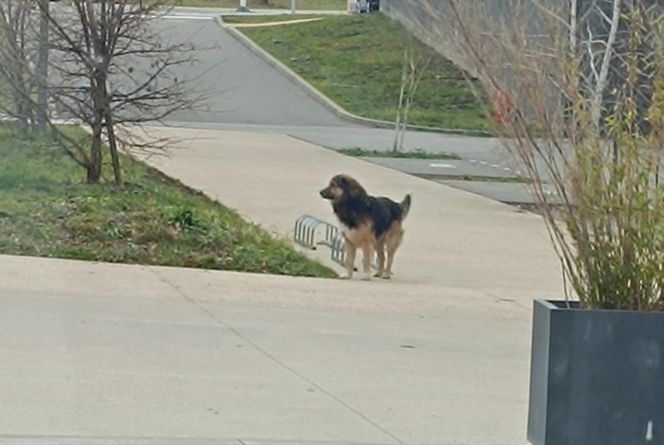 Alerta de Hallazgo Perro cruce Desconocido Archamps Francia