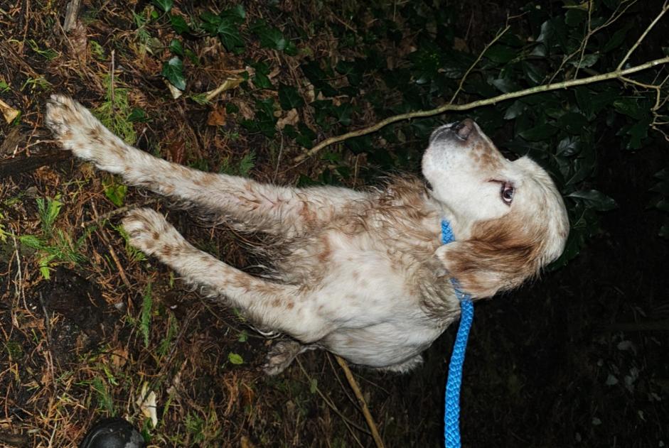 Alerta de Hallazgo Perro  Macho Vannes Francia