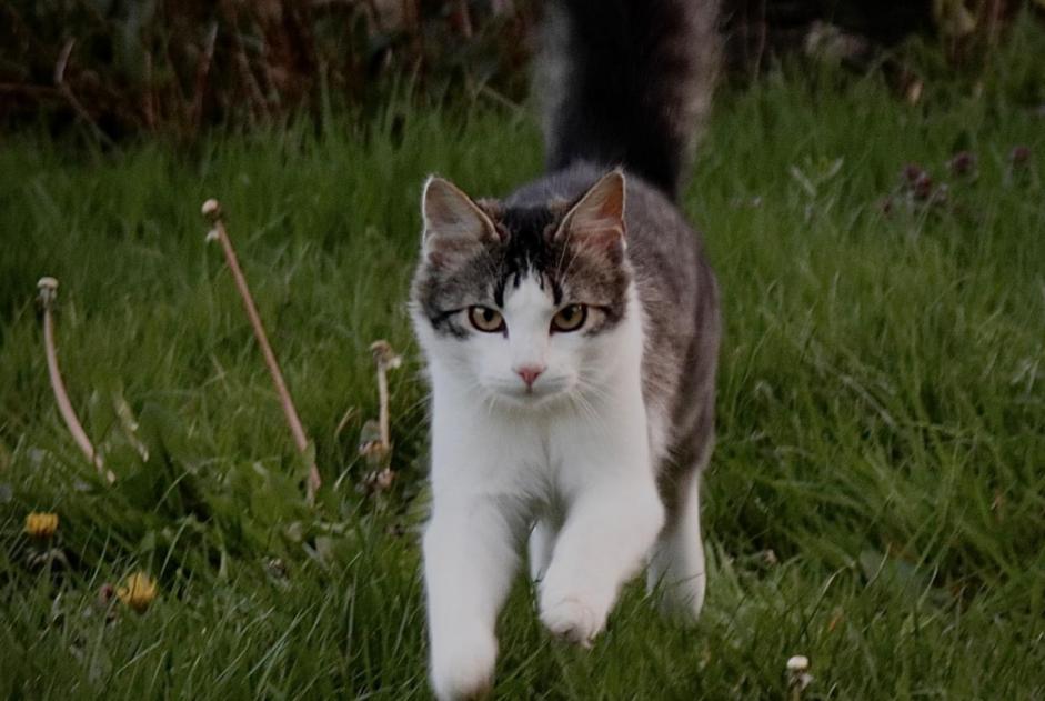 Alerta de Desaparición Gato cruce Macho , 3 años Ploubazlanec Francia