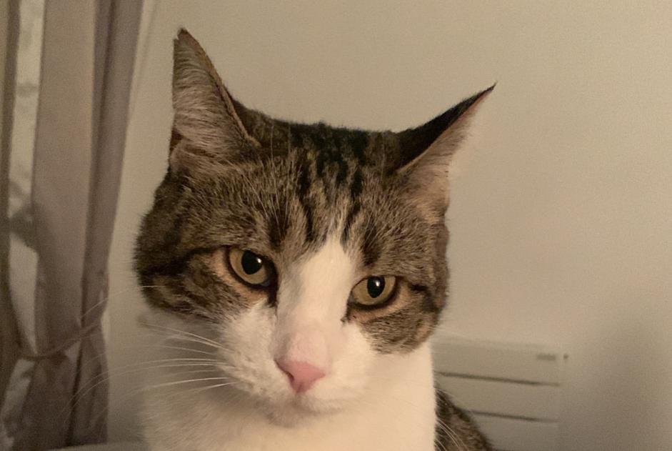 Alerta de Desaparición Gato Macho , 10 años Levallois-Perret Francia