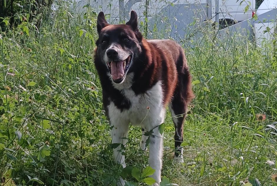 Alerta de Desaparición Perro cruce Macho , 12 años Estadens Francia