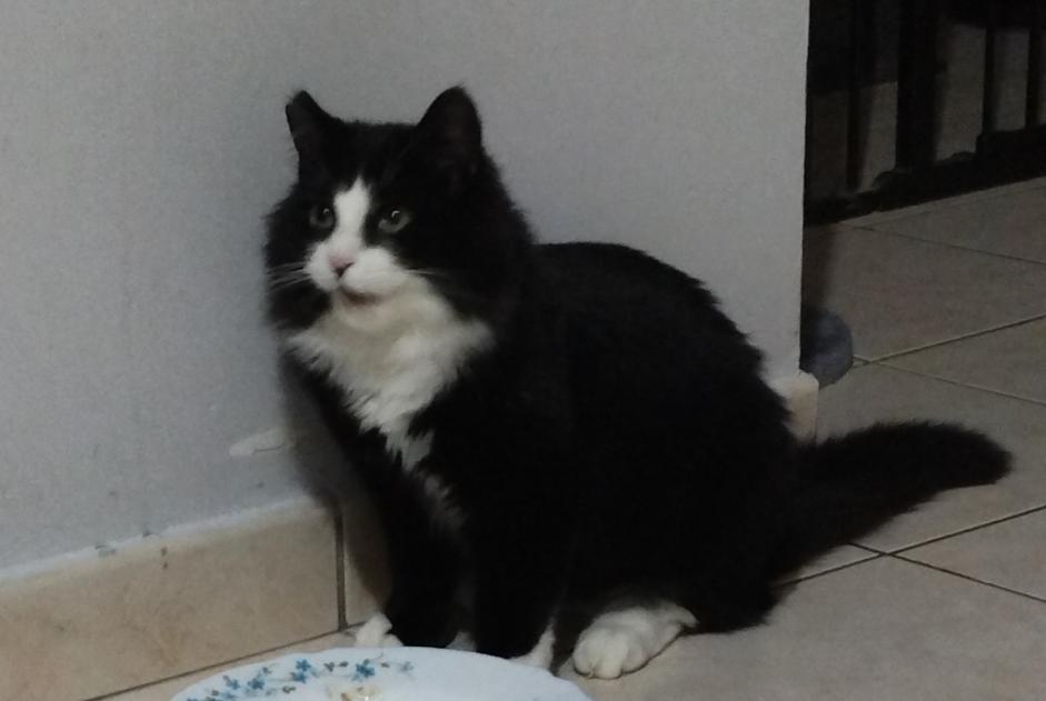 Alerta de Desaparición Gato  Hembra , 1 años Saint-Péravy-la-Colombe Francia