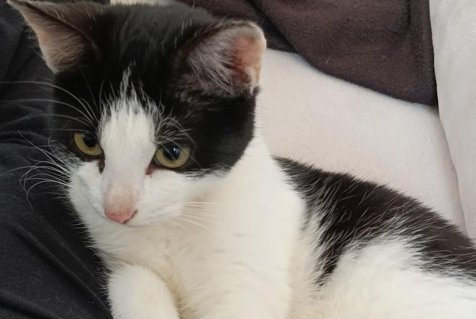 Alerta de Desaparición Gato  Hembra , 1 años Niort Francia