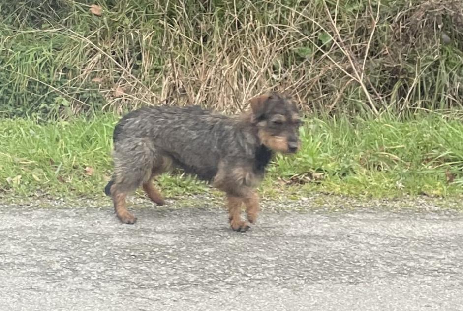 Alerta de Hallazgo Perro  Desconocido Chaumes-en-Retz Francia