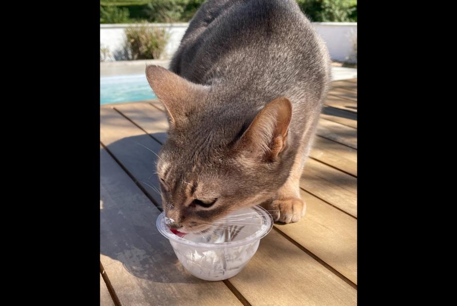 Alerta de Desaparición Gato  Macho , 9 años La Fouillade Francia