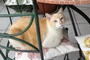 Alerta de Desaparición Gato cruce Macho , 7 años Montpellier Francia