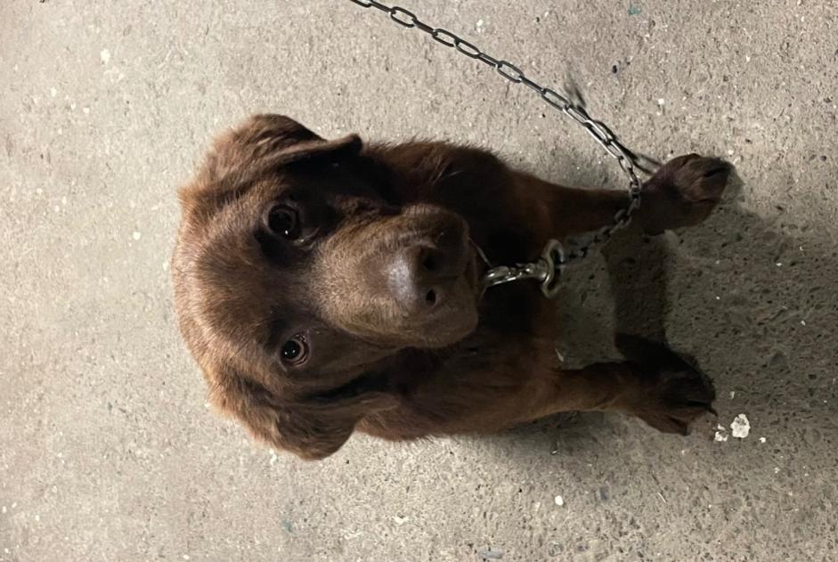 Alerta de Hallazgo Perro cruce Macho Roques Francia