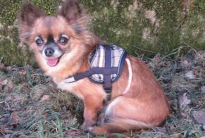 Alerta de Desaparición Perro  Hembra , 7 años Mantes-la-Ville Francia