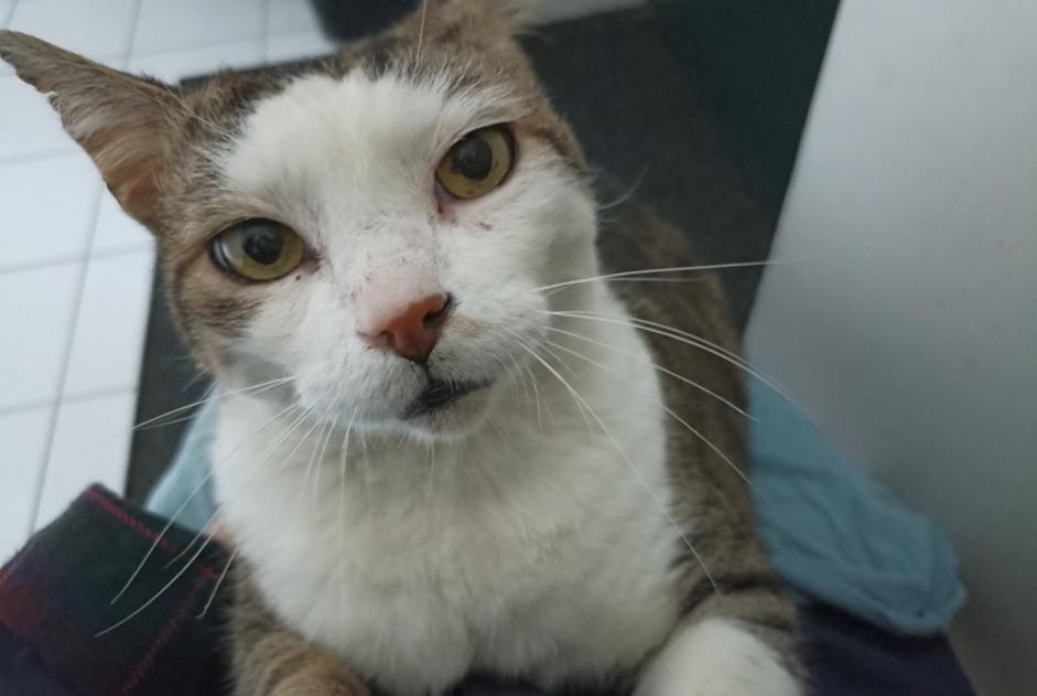 Alerta de Desaparición Gato cruce Macho , 12 años Bordeaux Francia