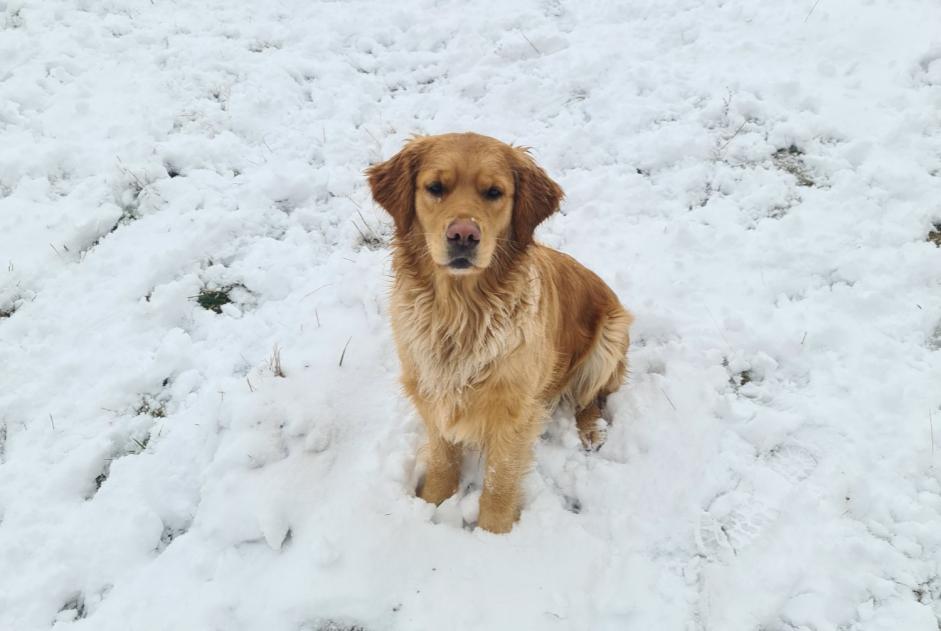 Alerta de Desaparición Perro cruce Macho , 15 años Saint-Just-prés-Brioude Francia